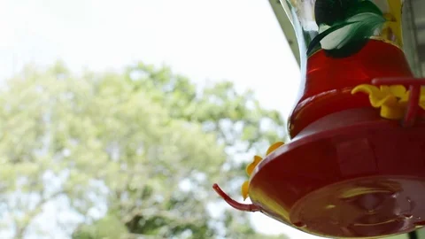 Hummingbirds feeding close-up 2 Stock Footage 76227741