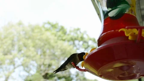 Hummingbirds feeding close-up Stock Footage 76227716