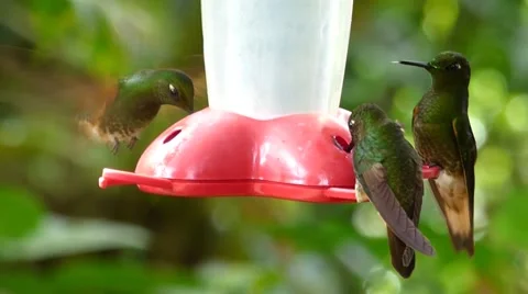Hummingbirds Feeding Closeup Stock Footage