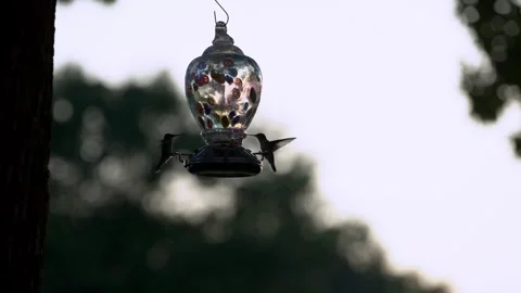 Hummingbirds feeding at feeder Stock Footage 337795298