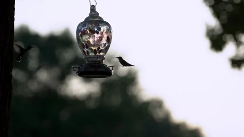 Hummingbirds feeding at feeder Stock Footage 337795326