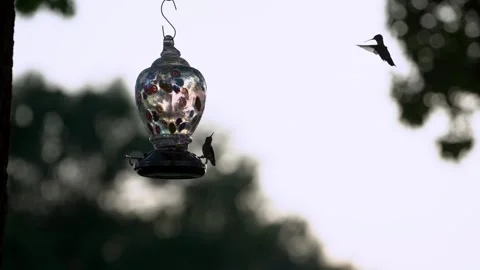Hummingbirds feeding at feeder Stock Footage 337795327