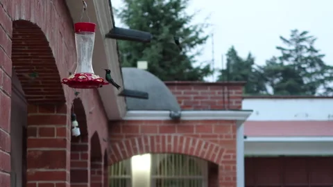 Hummingbirds fly Stock Footage 202600377