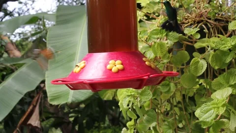 Hummingbirds Video stock 4808144