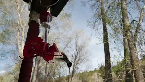 Hummingbirds Stock Footage 132535339