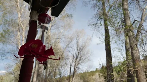 Hummingbirds Stock Footage 132536207