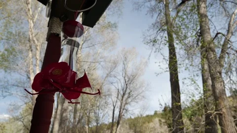Hummingbirds Stock Footage 132539036