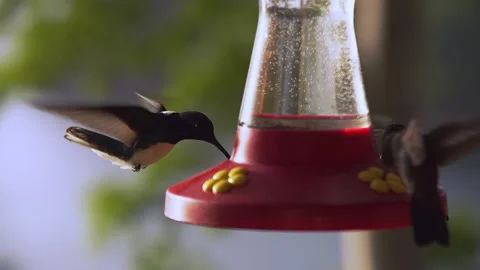 Hummingbirds hover over a nectar feeder and drink, eat sugar water syrup. Stock Footage 302651776