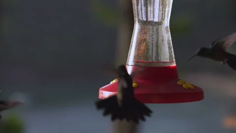 Hummingbirds hover over a nectar feeder and drink, eat sugar syrup. Stock Footage 304793003