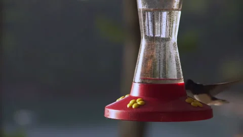 Hummingbirds hover over a nectar feeder and eat sugar water syrup in Tobago. Stock Footage 308229748