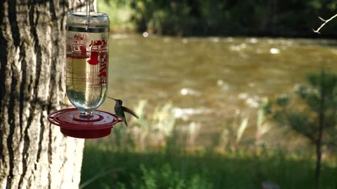 Hummingbirds on Mountain stream  Stock Footage 146195862