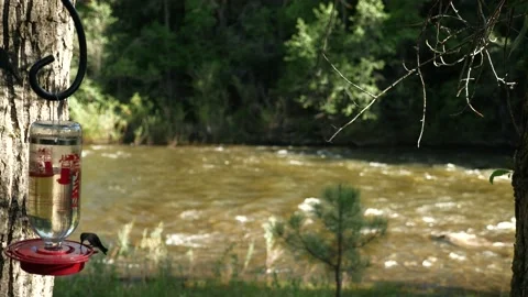 Hummingbirds on Mountain stream  Stock Footage 146196434