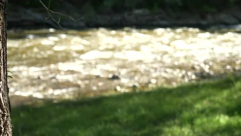 Hummingbirds on Mountain stream  Stock Footage 146196860