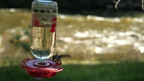 Hummingbirds on Mountain stream  Stock Footage 146197013
