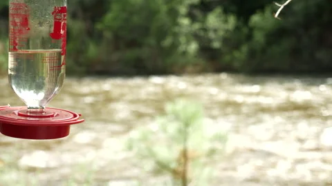 Hummingbirds on Mountain stream  Stock Footage 146197496