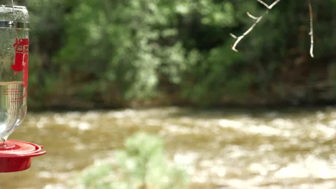 Hummingbirds on Mountain stream  Stock Footage 146197685