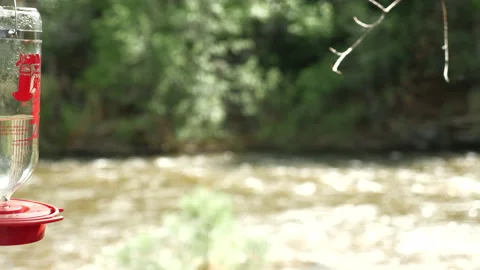 Hummingbirds on Mountain stream  Stock Footage 146197824