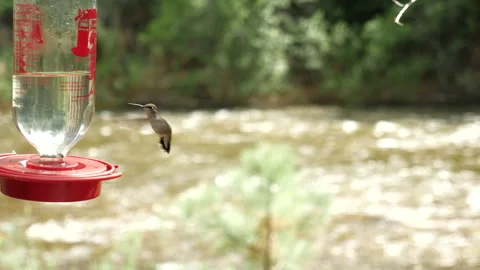 Hummingbirds on Mountain stream  Stock Footage 146197839