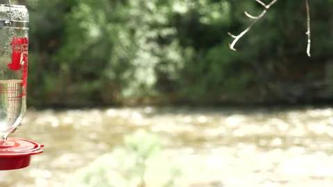 Hummingbirds on Mountain stream  Stock Footage 146198013