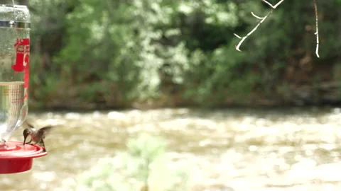 Hummingbirds on Mountain stream  Stock Footage 146198264