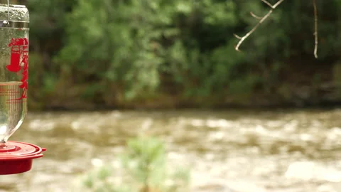 Hummingbirds on Mountain stream  Stock Footage 146198318