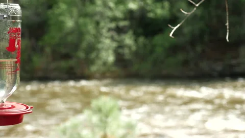 Hummingbirds on Mountain stream  Stock Footage 146198494