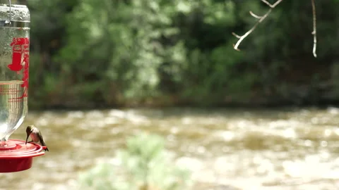 Hummingbirds on Mountain stream  Stock Footage 146198569