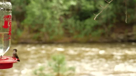 Hummingbirds on Mountain stream  Stock Footage 146198579
