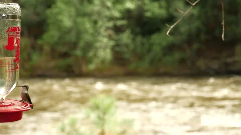 Hummingbirds on Mountain stream  Stock Footage 146199217