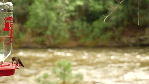 Hummingbirds on Mountain stream  Stock Footage 146199300
