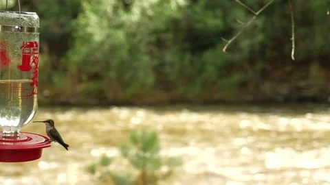 Hummingbirds on Mountain stream  Stock Footage 146199552