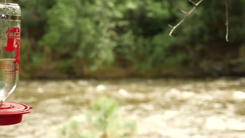 Hummingbirds on Mountain stream  Stock Footage 146200035