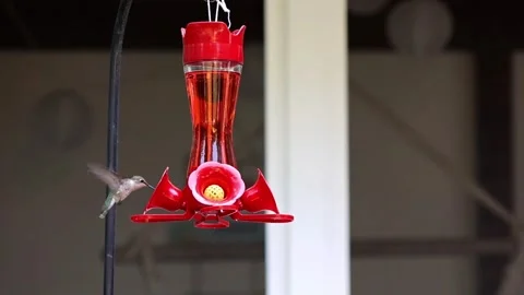 Hummingbird's Nectar Rush Stock Footage 280637944