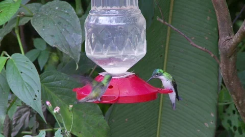Hummingbirds one Stock Footage 758138