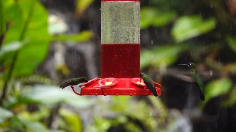 Hummingbirds in the rain Stock Footage 100986142