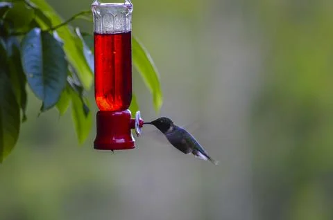 Hummingbird's Refreshing Pause Foto stock