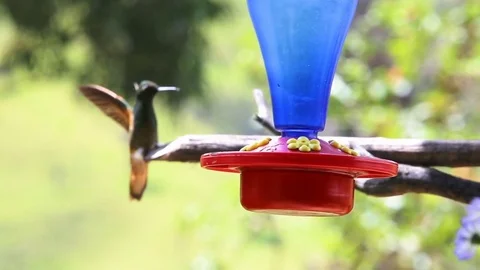 Hummingbirds in Salento. Stock Footage 77752606