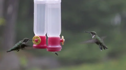 Hummingbirds in Slow Motion Stock Footage 53129792