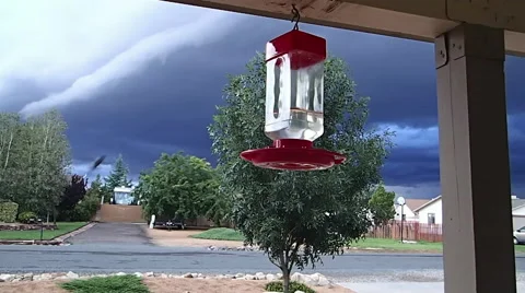 Hummingbirds Before Storm Stock Footage 47206270
