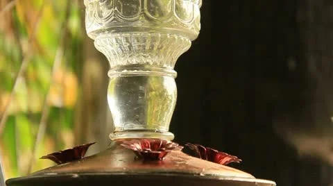HummingBirdSeries10* Stock Footage 11701217