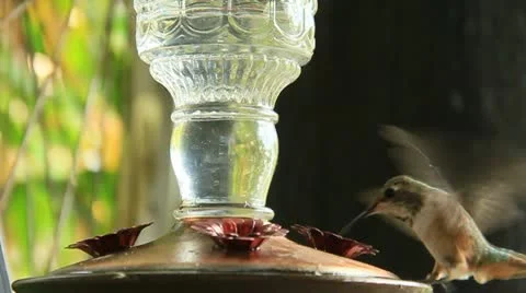 HummingBirdSeries11 Stock Footage 11701480