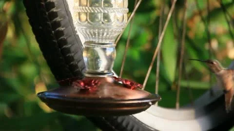 HummingBirdSeries4 Stock Footage 11690219