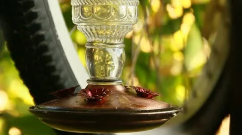 HummingBirdSeries5 Stock Footage 11691599