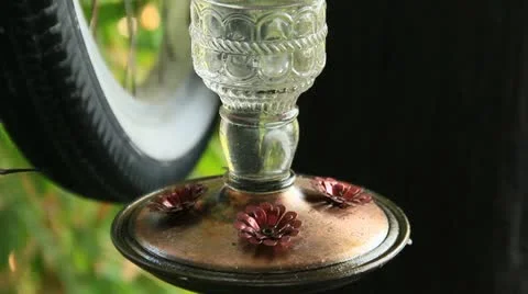 HummingBirdSeries5a Stock Footage 11691704