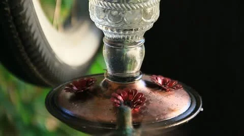 HummingBirdSeries5b Stock Footage 11691491