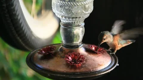 HummingBirdSeries5d Stock Footage 11691475