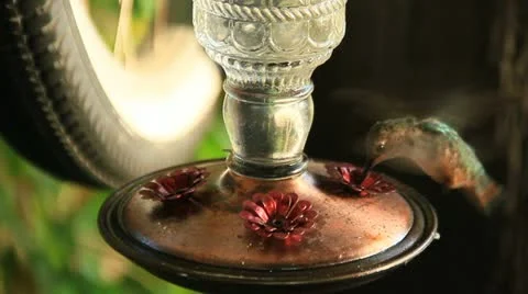 HummingBirdSeries6 Stock Footage 11691566
