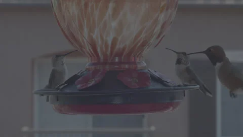 HummingBirdsFeeder1 Vidéo 331115506