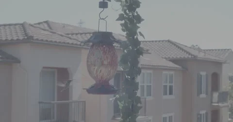 HummingBirdsFeeder2 Vidéo 331115676