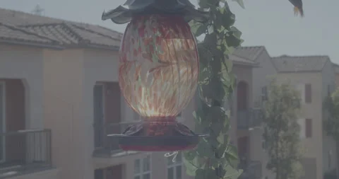 HummingBirdsFeeder3 Vidéo 331665730